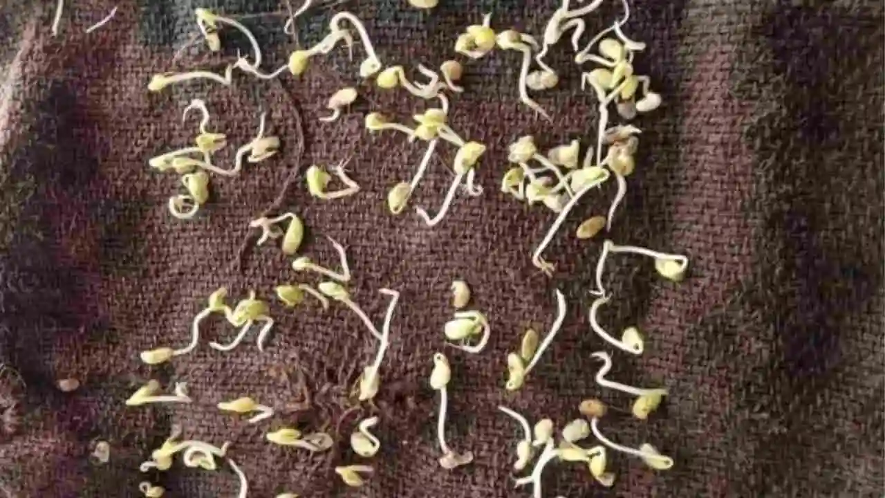 Seed Germination