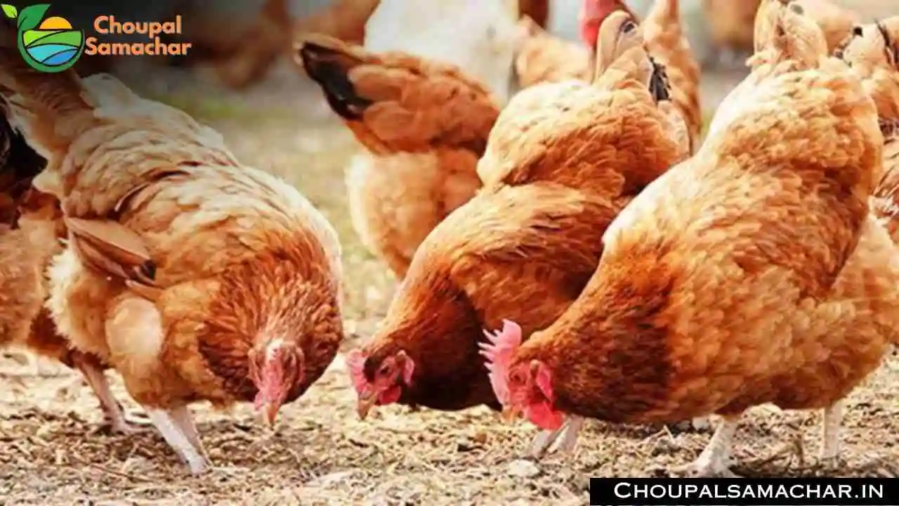 Poultry Farming