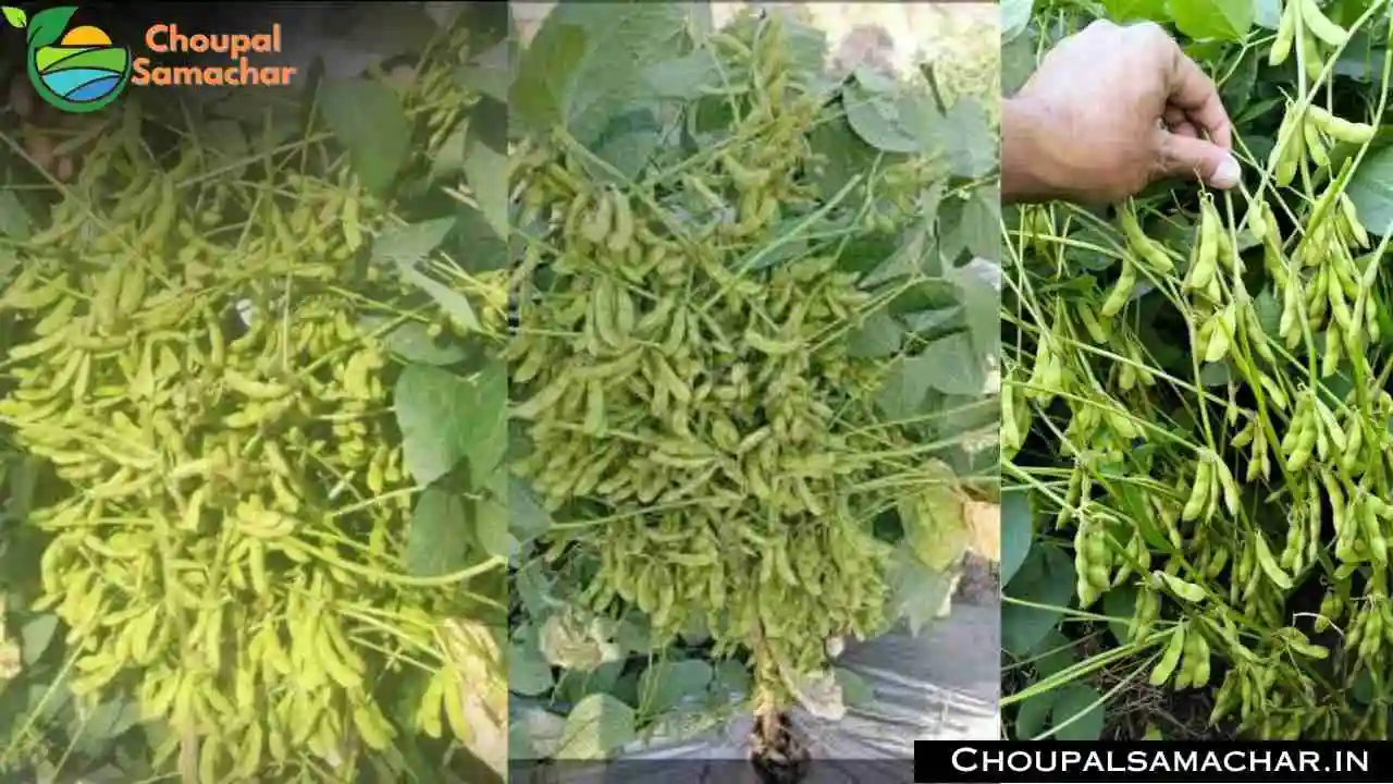 New Soybean Variety