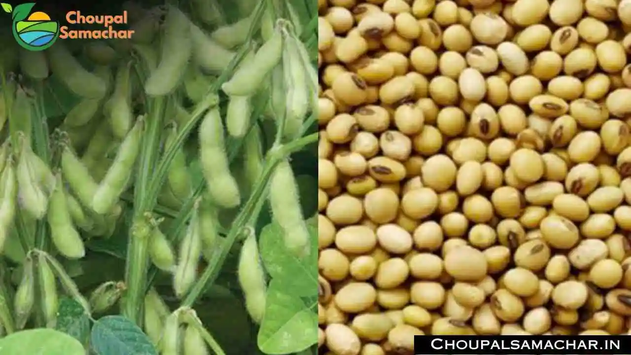 Soybean Advisory