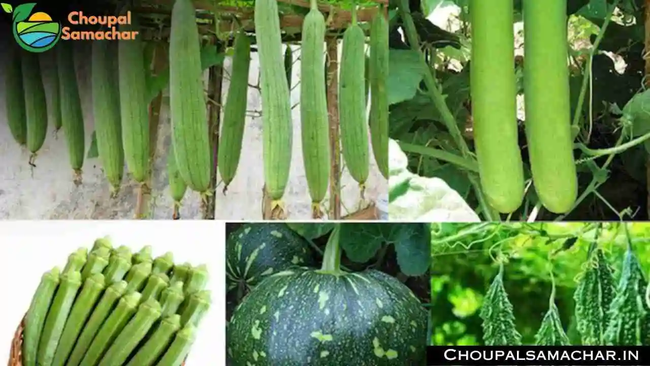 Vegetable Cultivation