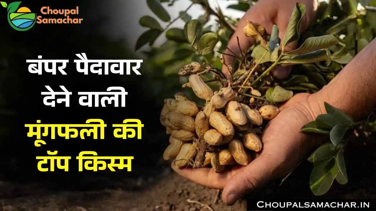 Groundnut Variety