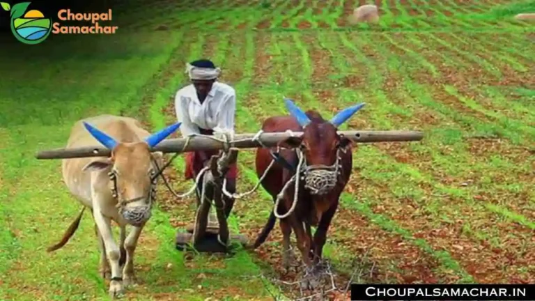 Bullock Farming Scheme