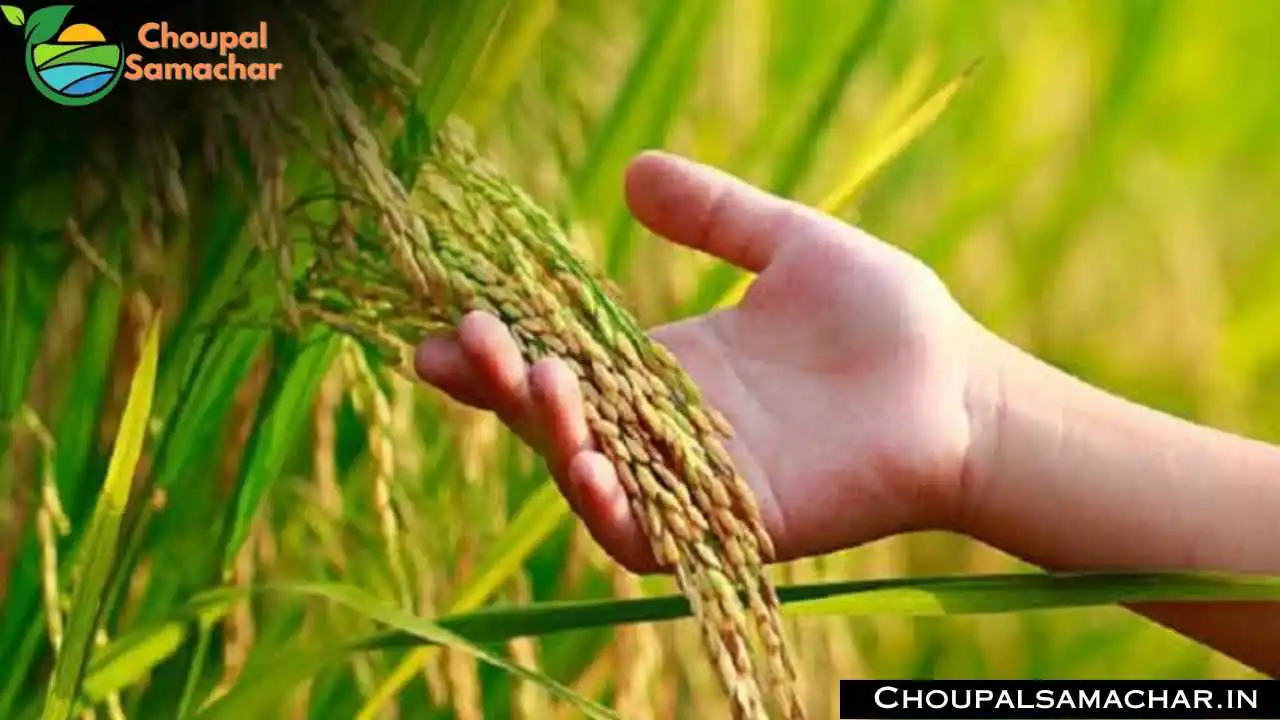 Top Paddy Varieties