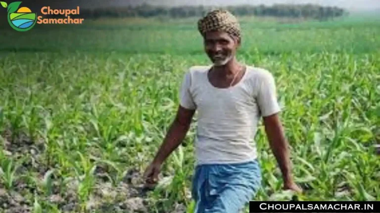 Horticulture Subsidy