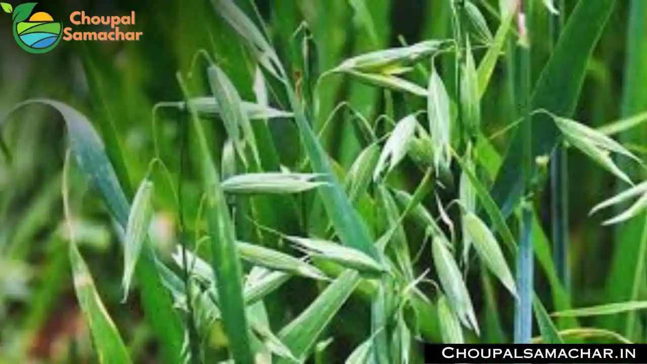 Oats New Variety