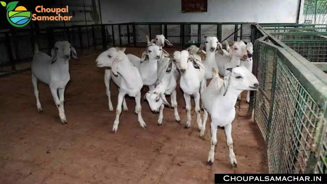 Bakri Palan Loan