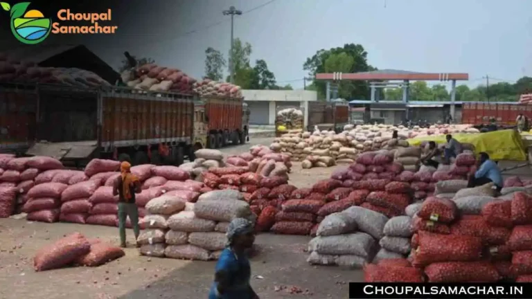 Onion Garlic Mandi Rates