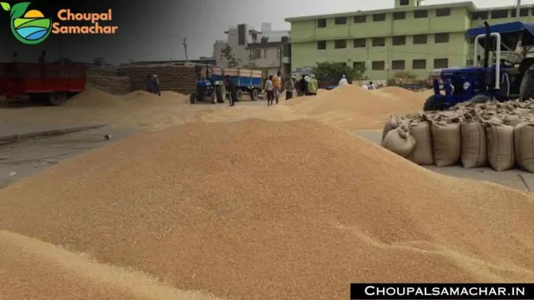 Wheat Price