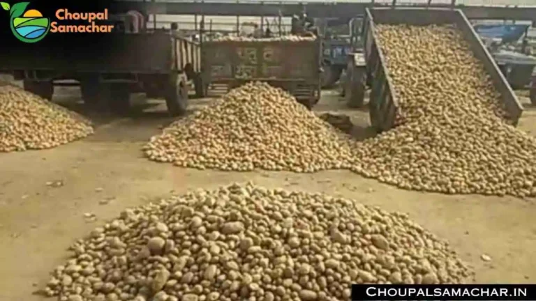 Today Onion Garlic Price