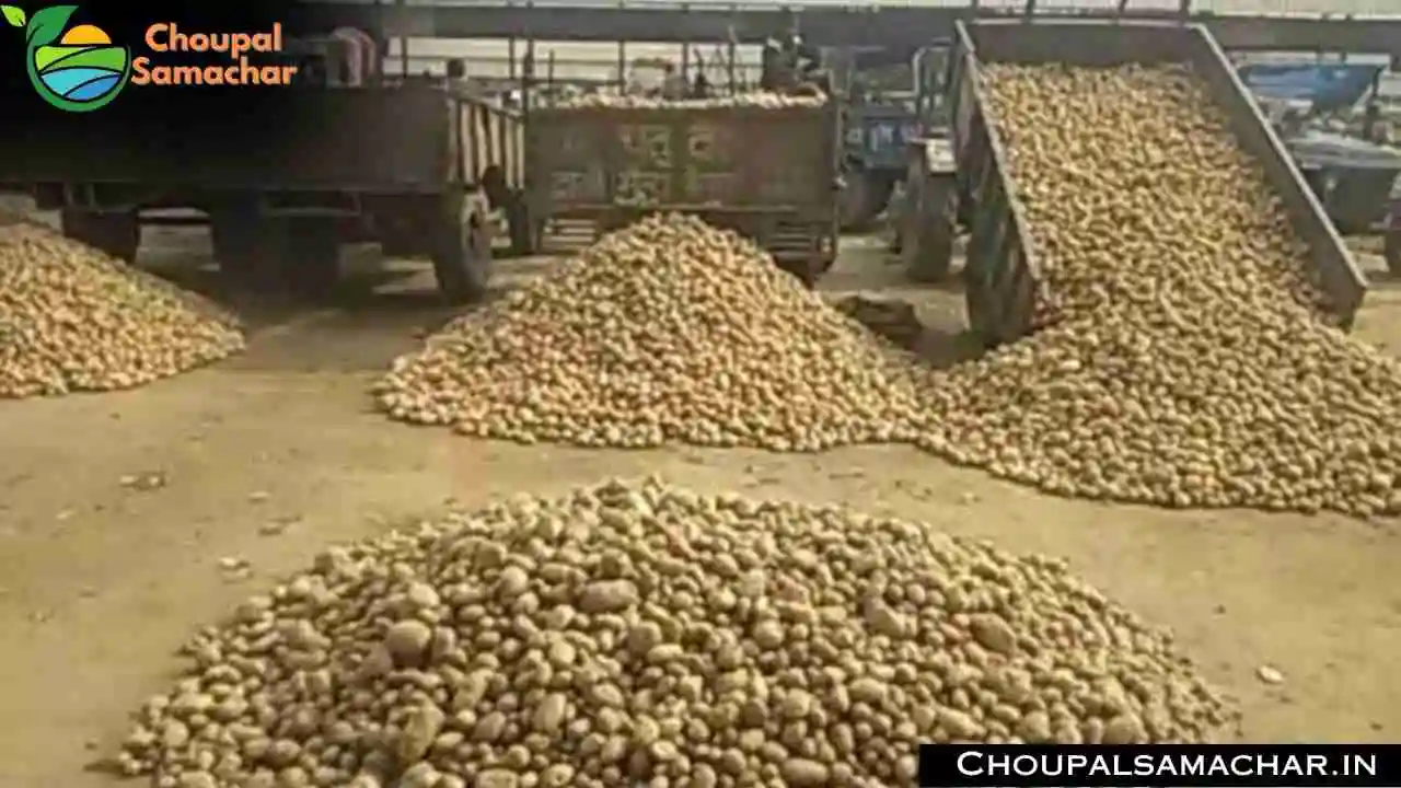 Today Onion Garlic Price