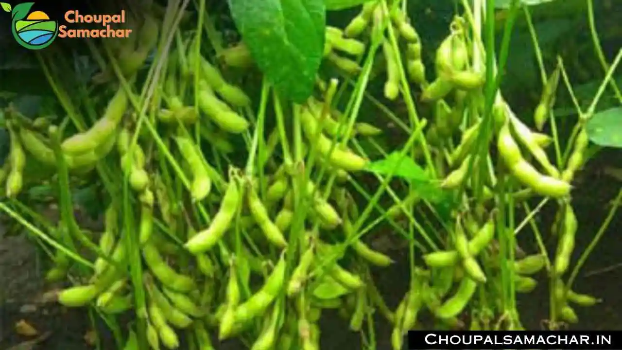 Soybean Variety
