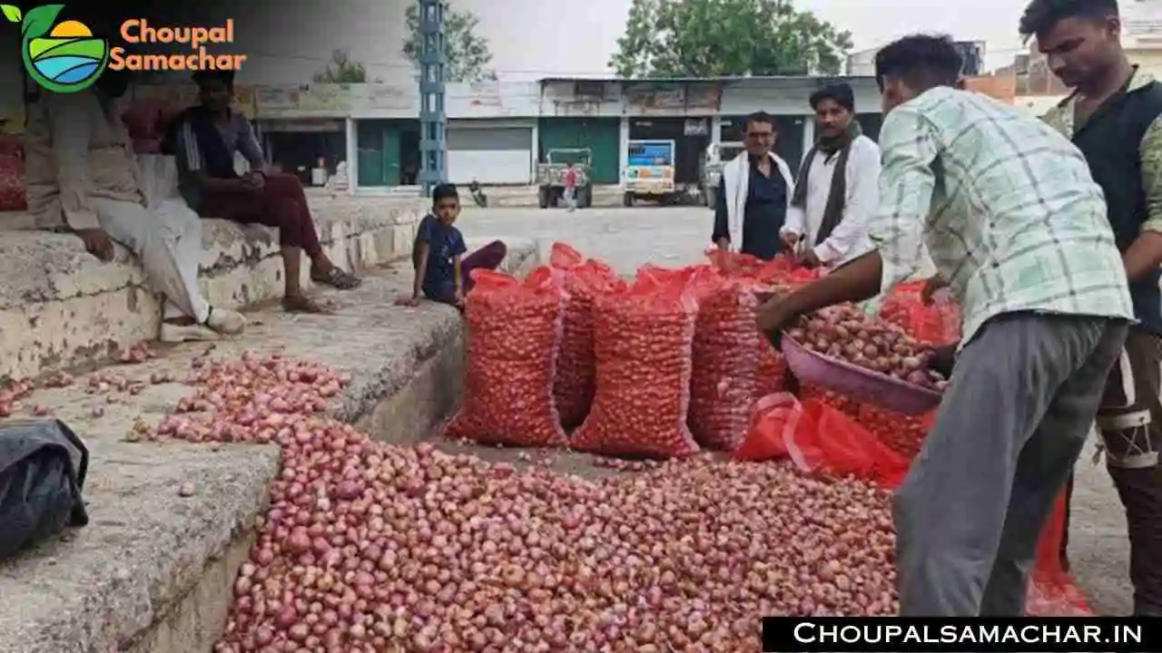 Onion Garlic Rates