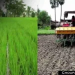 Paddy Sowing Technique