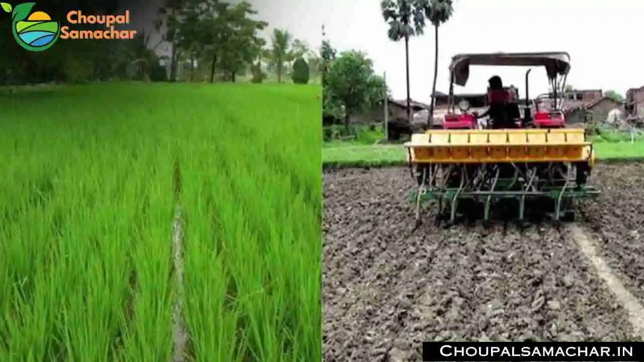 Paddy Sowing Technique