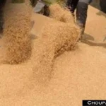 Wheat Price Today