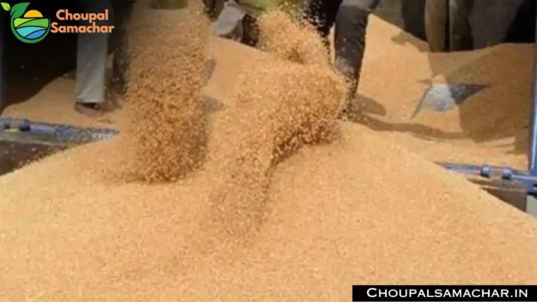 Wheat Price Today