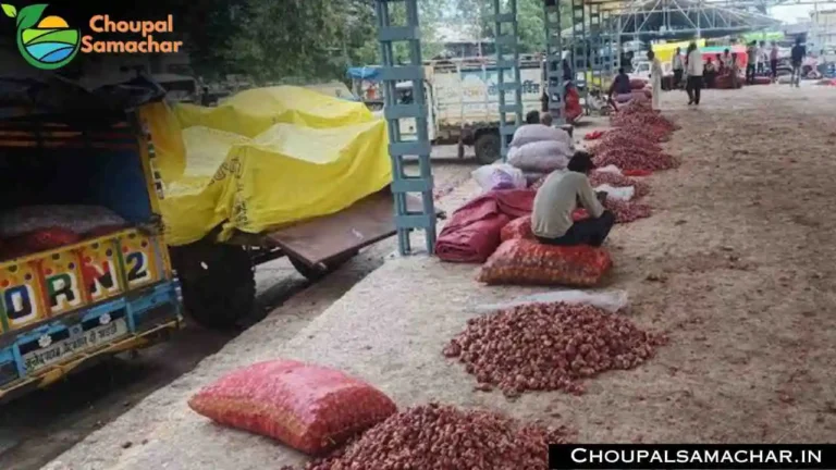 Onion Garlic Potato Rate