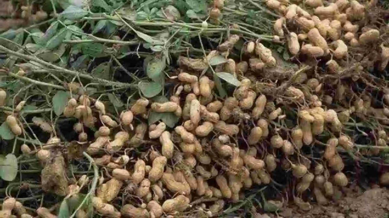 Mungfali Cultivation