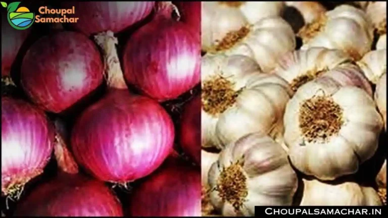 Today Garlic Onion Rate