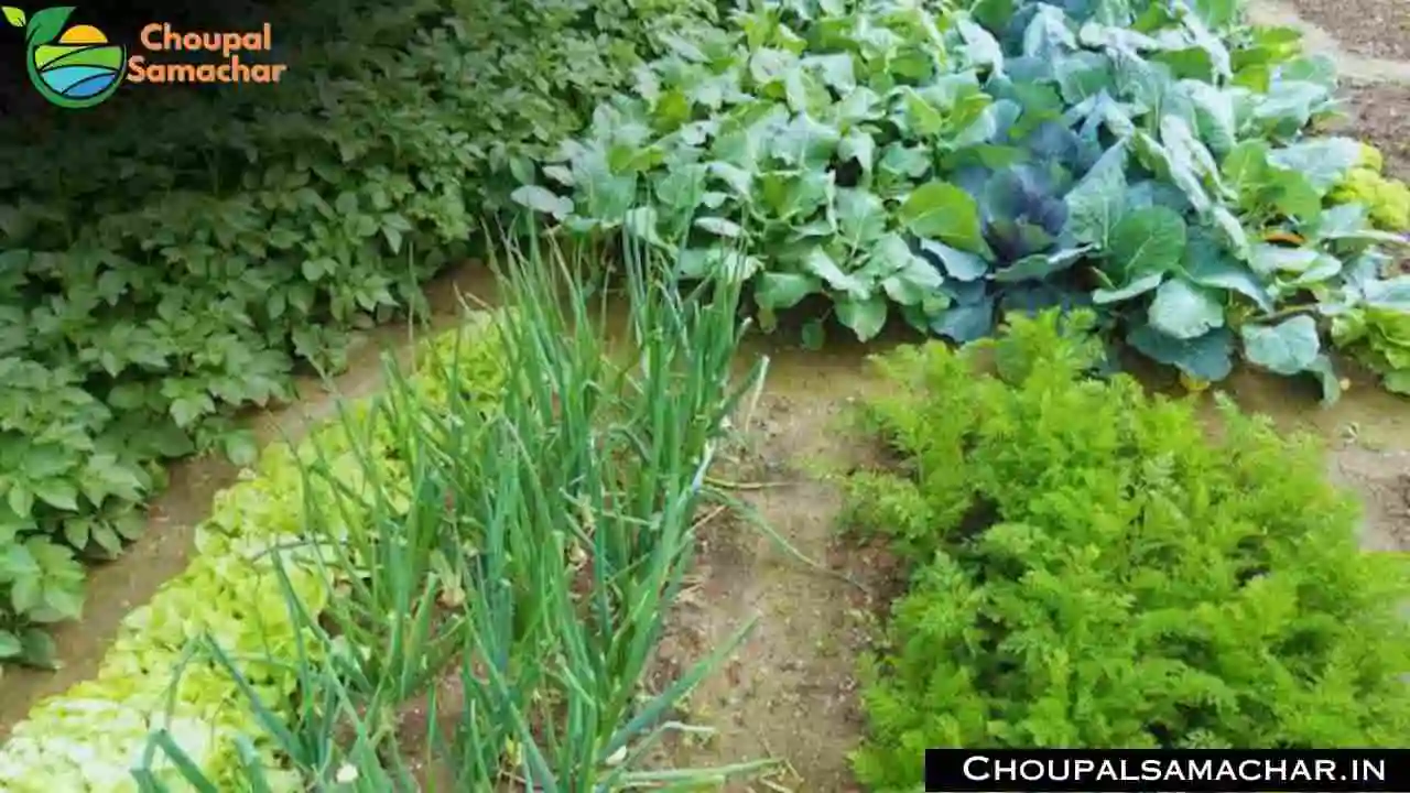 July Vegetable cultivation