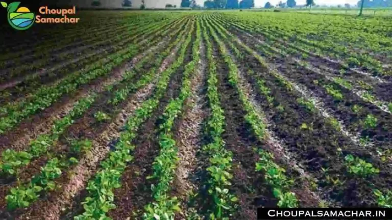Soybean Advisory