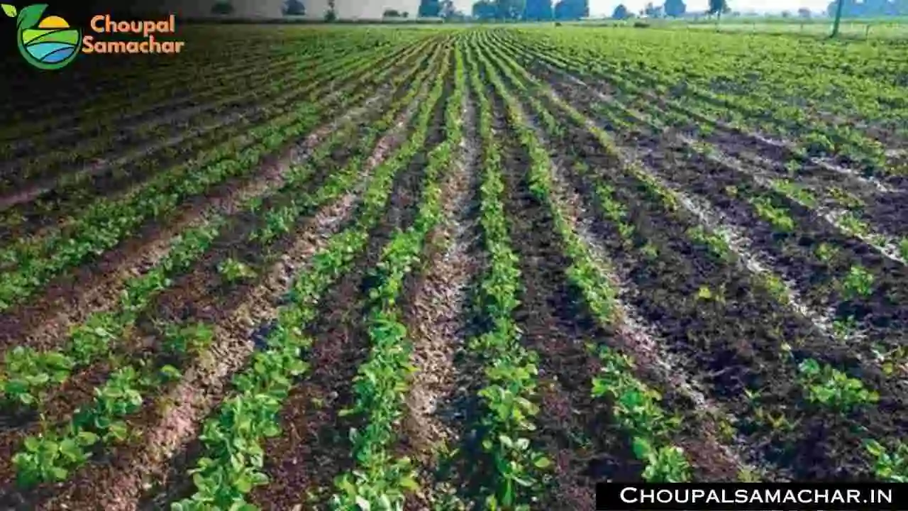 Soybean Advisory