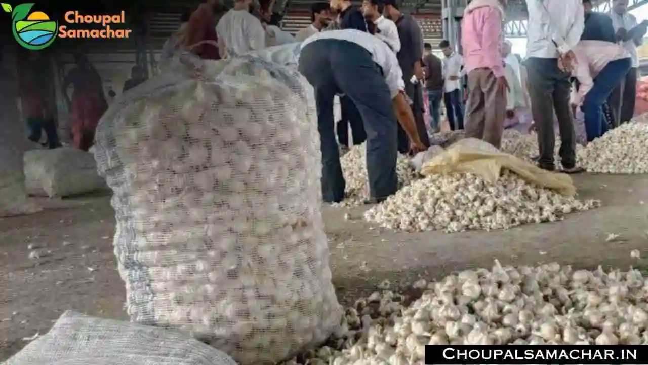 Onion Garlic Mandi Rate