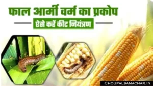 Maize Crop