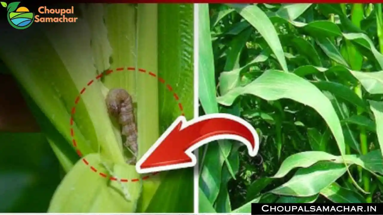 Maize Crop