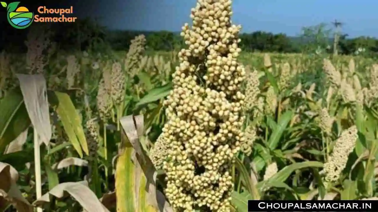 Millet cultivation