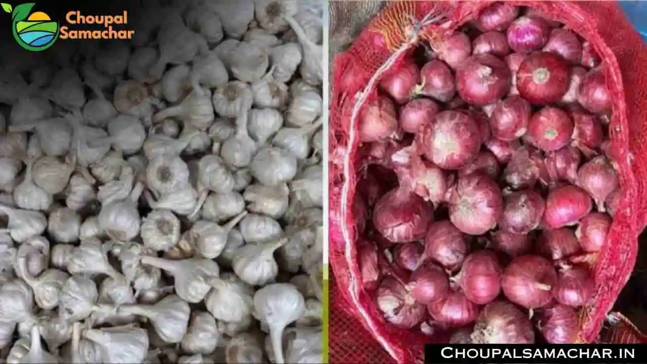 Garlic Mandi Rate