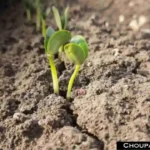 Soybean Advisory