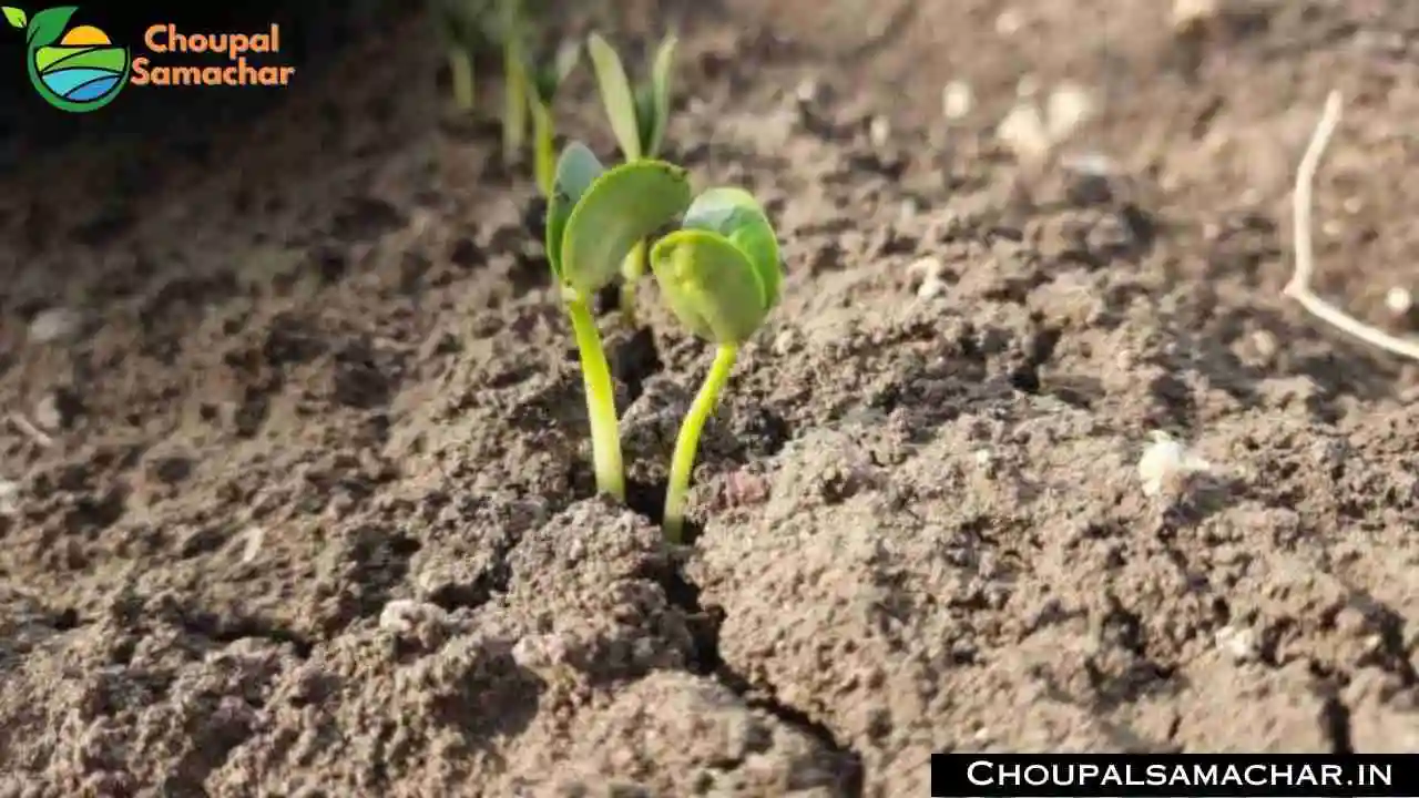 Soybean Advisory