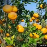 Garden Crops