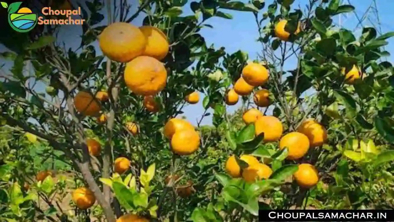 Garden Crops
