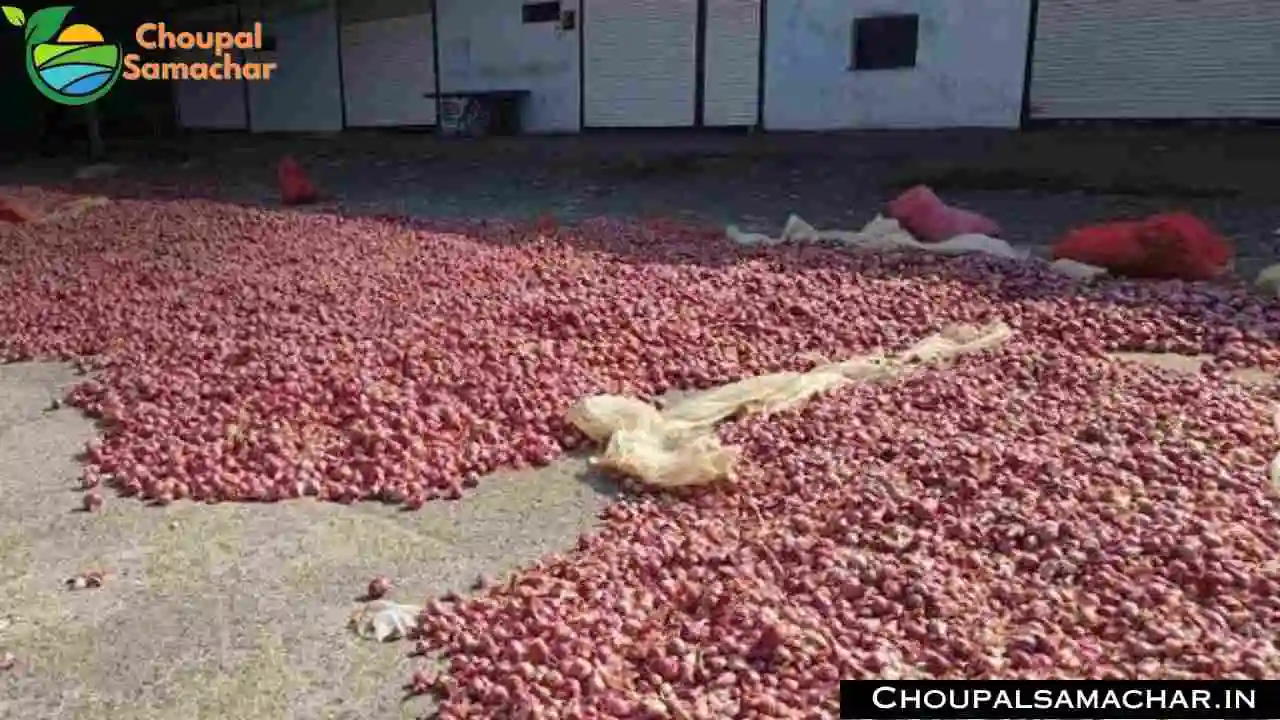 Onion Garlic Mandi Price
