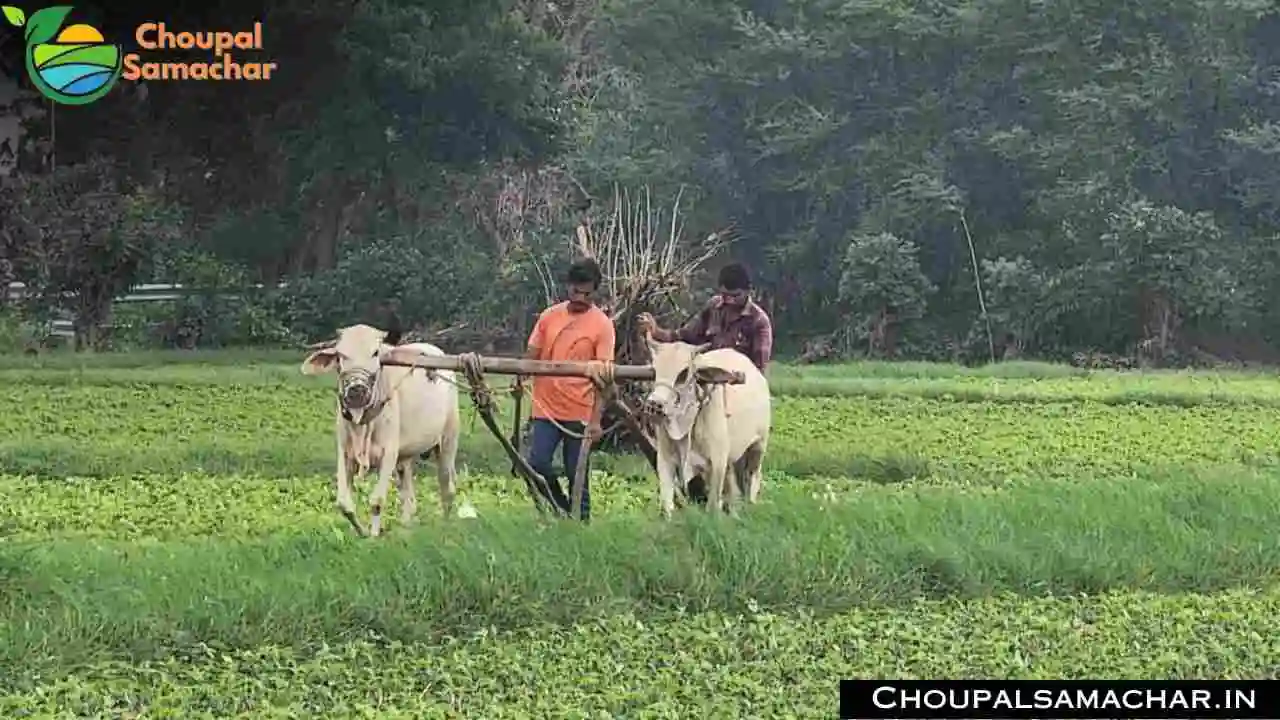 Soybean Crop