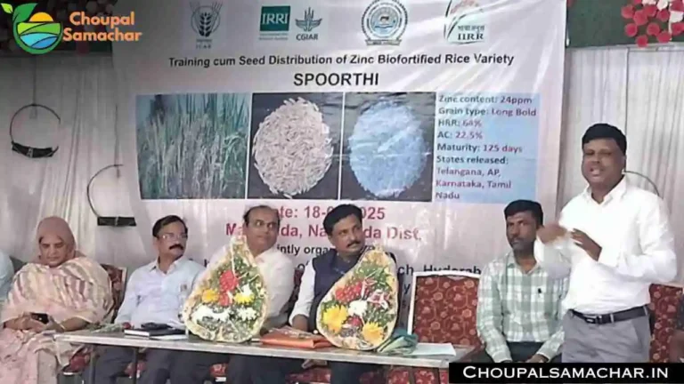 New Paddy Variety