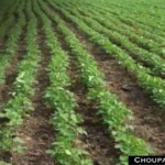 Soybean Crop
