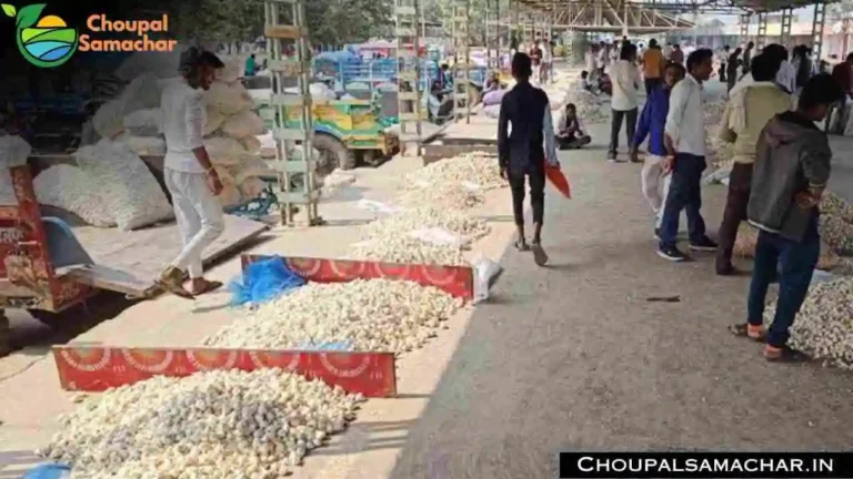 Onion Garlic Price
