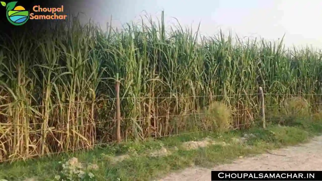 Sugarcane Crop