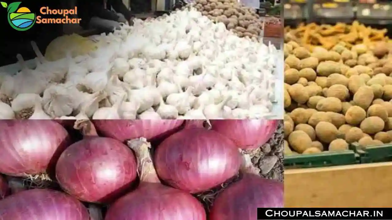 Today Garlic Onion Price