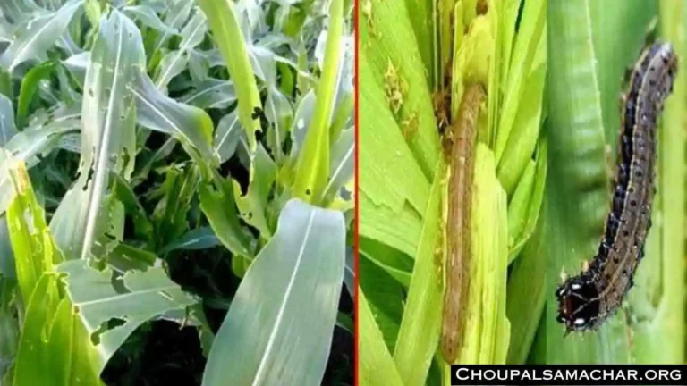Maize Crop