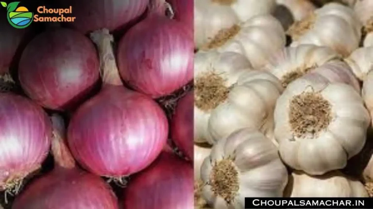 Today Garlic Price