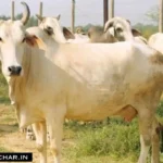 Cow Farming Subsidy