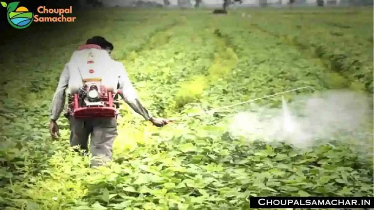 Moong Crop