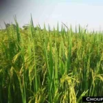Paddy Farming