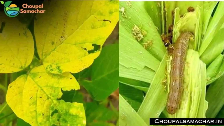 Soybean