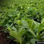 Groundnut Crop